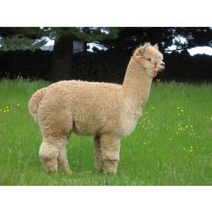 Avianna Farms ENRICO