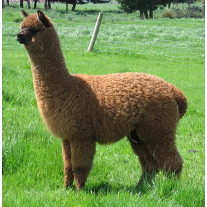 ANNA - Female - with Cria