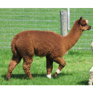 White Sox and female cria