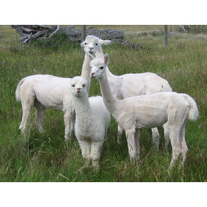 Female Alpaca Package - EIGHT Juvenile Alpaca Youngsters