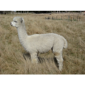 Flagstaff LUKE - Stud Male (141390 - Solid White)