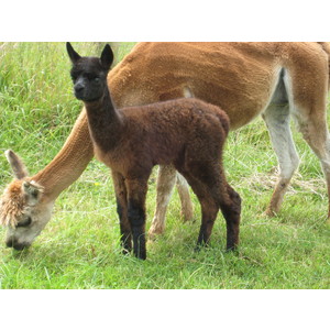 Carla (Female) and male cria