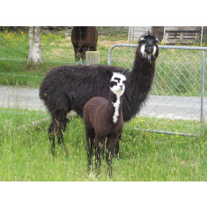 ANGEL & BONNY - Older Female Package