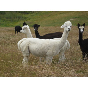 GALE - pregnant female