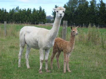 Sahara+Cria2012