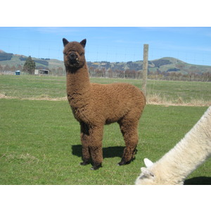 Bundle of 5 Young Alpaca White, Fawn, Caramel & Brown Males