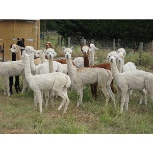 Four White Alpaca Male Package