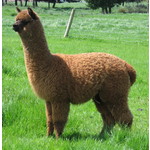 ANNA - Female - with Cria