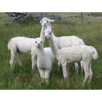 Female Alpaca Package - Six Alpaca Juveniles