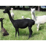 Francesca and female cria