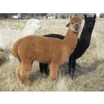 Flagstaff LEXUS - Stud Male (1000203 - Solid Dark Brown)