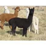 Flagstaff EBAY - Stud Male (1000215 - Solid BLACK)