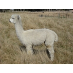 Flagstaff LUKE - Stud Male (141390 - Solid White)