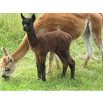 Carla (Female) and male cria