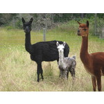 SURI Package: BRIONY GIRL & Grey SURI Cria