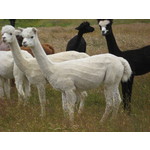 Pregnant Solid White Female 'HELEN'