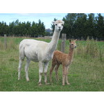 Classic Hill SAHARA and her female cria