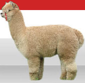 Alpaca