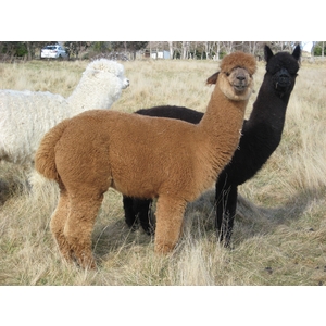 Flagstaff LEXUS - Stud Male (1000203 - Solid Dark Brown)