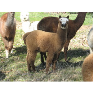 Bundle of Mixed Colour Young Alpaca Females