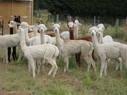 AlpacaBundle1