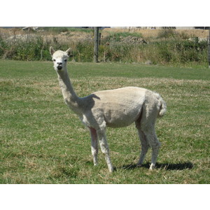 ALPACA FEMALE with CRIA - 2 alpaca package