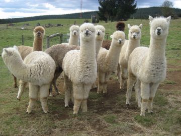 AlpacaMalesOct15