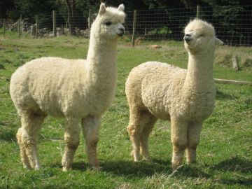 AlpacaMalesOct15A