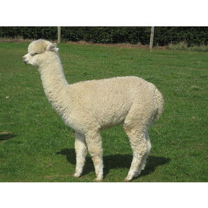 Alpaca Female package - 4 females